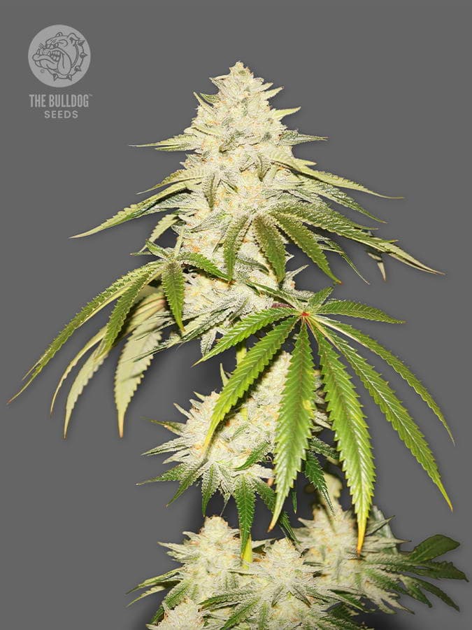 The Bulldog Seeds Joris Pound Cake Feminisiert, 3 und 5 Stück