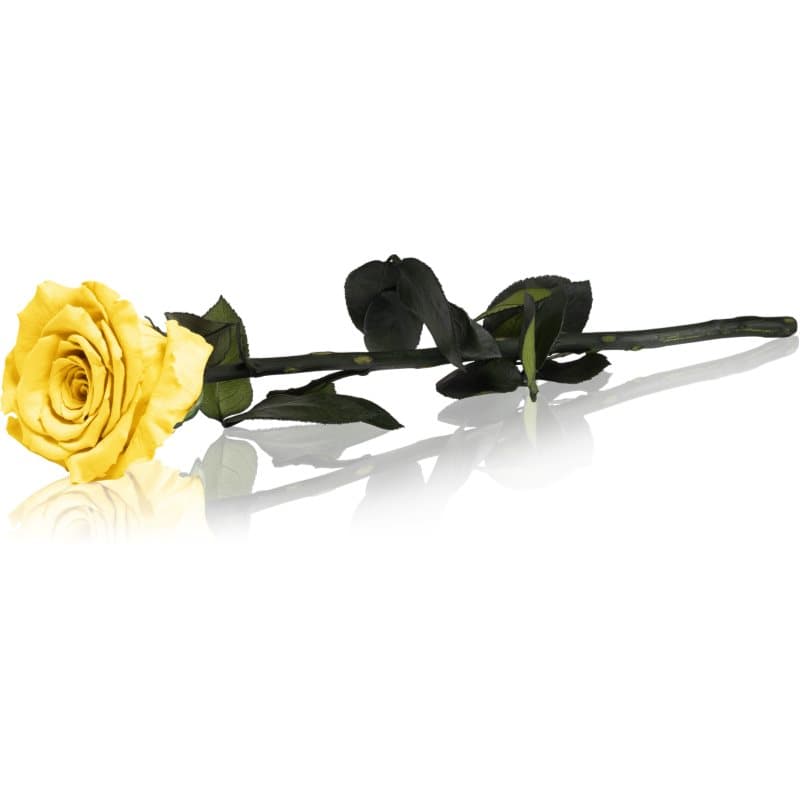 RoseAmor Yellow stabilisierte Rose mit Stängel 30 cm 1 St.