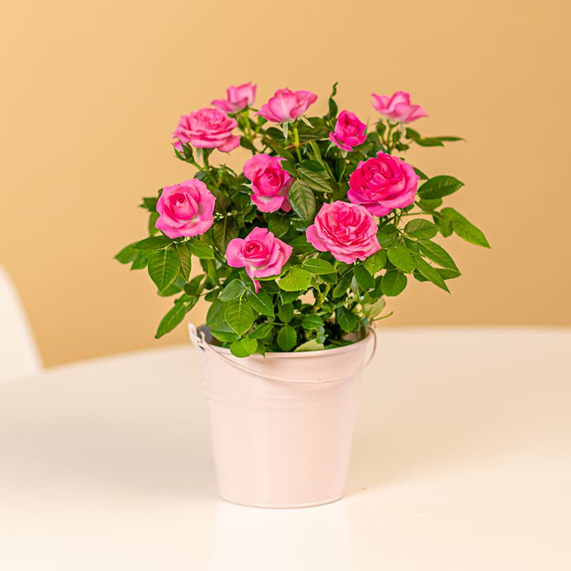 Rosa Topfrosen