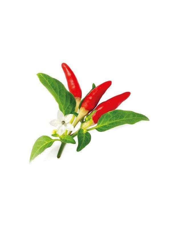 Click & Grow Click and Grow Smart Garden Refill 3-pack - Red Hot Chili Pepper