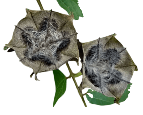Abroma augusta Samen, professionelles Paket 1000 Stück, exotische Pflanze aus der Familie Malvaceae, Anbau im Gewächshaus, Baumschulen und