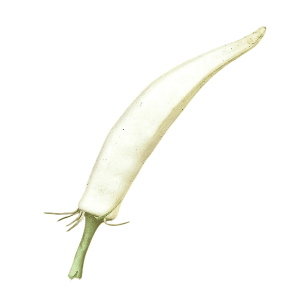 Okra Samen Abelmoschus esculentus White Velvet, 20 Stück, Hibiscus esculentus, weiße Schoten, essbares Gemüse für Garten, Gewächshaus und