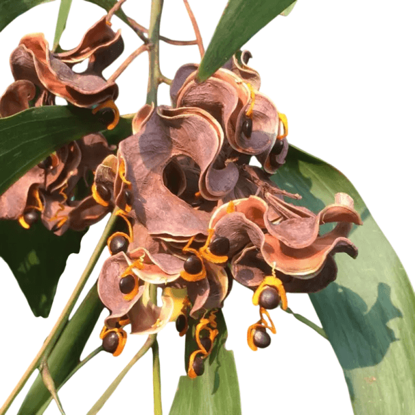 Samen Acacia auriculiformis, 20 Stk., Ohrenakazie, schnellwüchsiger Baum mit grünem, hängendem Wuchs, Pflanzung für Gewächshaus und Sammler