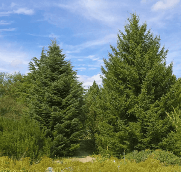 Samen der griechischen Tanne Abies cephalonica, 10 Stk., Nadelbaum mit aufrechten Zapfen, grüne Nadeln, Pflanzung im Garten und in Parks