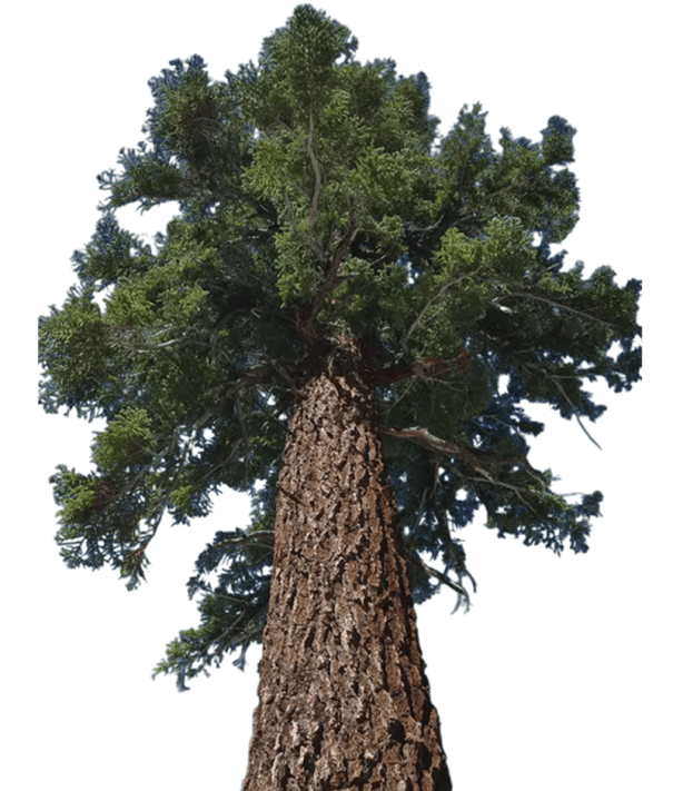 Samen der prächtigen Tanne Abies magnifica, 5 Stk., mächtiger Nadelbaum, grüne Nadeln, Pflanzung in Gärten, Parks und Arboreten