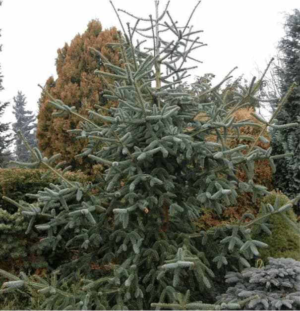 Samen der spanischen Tanne Abies pinsapo, 10 Stück, Nadelbaum, silbrig blaugrüne Nadeln, Pflanzung im Garten und für Zierpflanzensammlungen