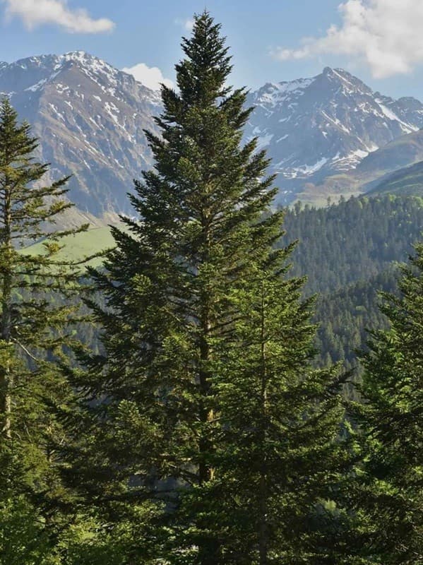 Samen der Weißtanne Abies alba European Silver Fir, 10 Stück, Nadelbaum, grüne Nadeln, Pflanzung im Garten und im Wald