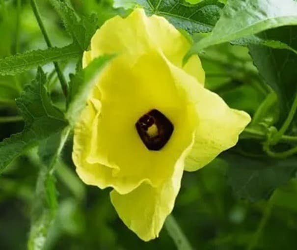 Samen der Zierokra Abelmoschus moschatus Musk Mallow, 100 Stk, Zierokra, grüne sternförmige Schoten, Garten und Pflanzensammlung