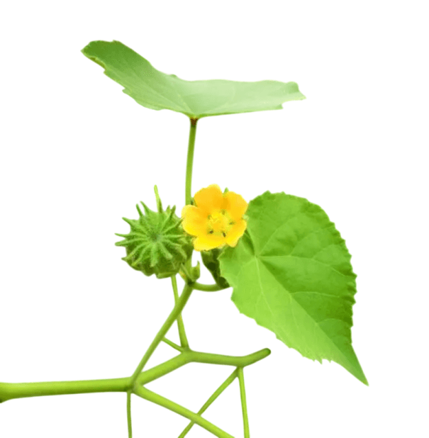 Samen des Indischen Männertreu Abutilon indicum, 50 Stück, gelbe Blüten und grüne herzförmige Blätter, Zier- und traditionelle Pflanze für