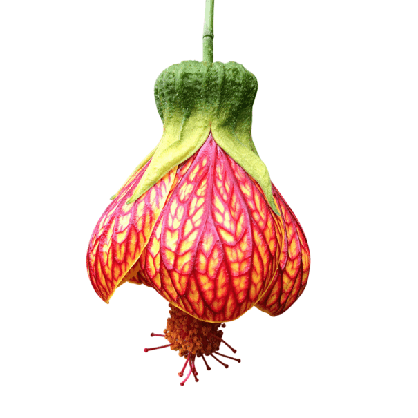 Samen des Männertreu Abutilon pictum, 10 Stk., hängende glockenförmige Blüten mit roter Aderung, gelb-orange Farbe, Zierstrauch für Töpfe