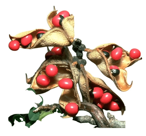 Samen von Abrus precatorius, 20 Stück, Kletterpflanze mit glänzenden Samen, rot-schwarze Farbe, Sammlerpflanze und Zierpflanze für das Gewächshaus