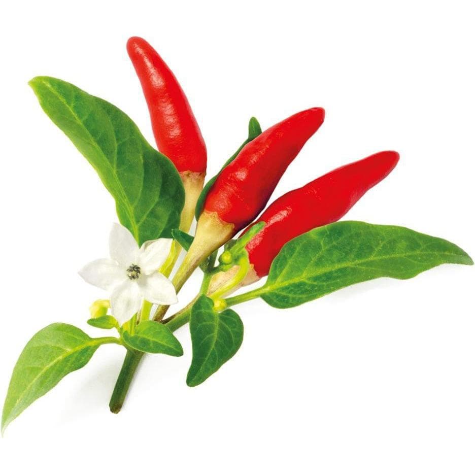 Click and Grow, Samen, Saatgut Roter scharfer Chili (Gemüsesamen)