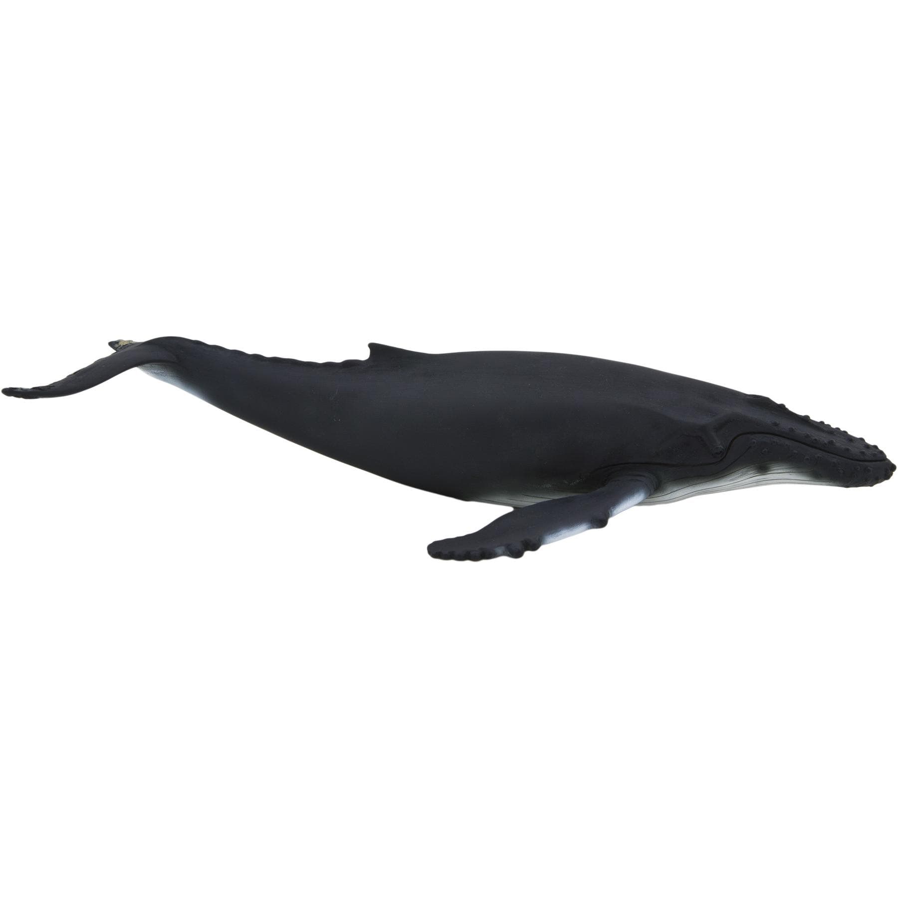 Animal Planet Buckelwal