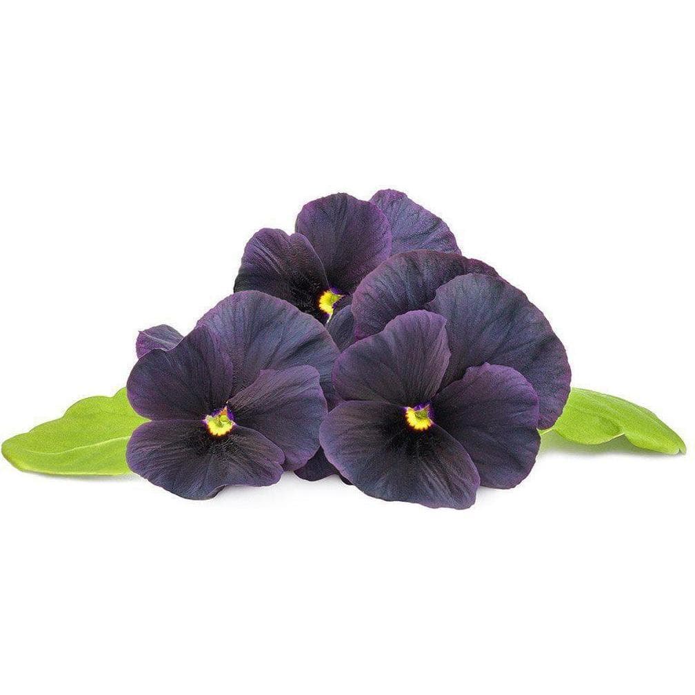 Click and Grow, Samen, Schwarzes Stiefmütterchen Pflanzenpads (Blumensamen)